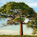 Όνειρα με Δέντρα & Φυτά - Ονειροκρίτης Δέντρα & Φυτά