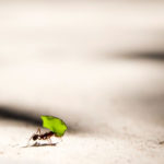 Όνειρα με Έντομα - Ονειροκρίτης Έντομα