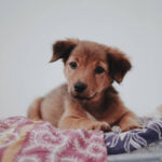 Ονειροκρίτης Κουτάβι - Όνειρα με κουτάβι